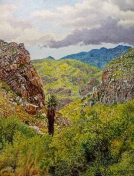 "Easten Cape Aloes 5"