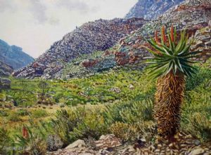 "Easten Cape Aloes 2"