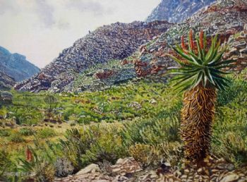 "Easten Cape Aloes 2"
