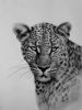 "African Leopard"