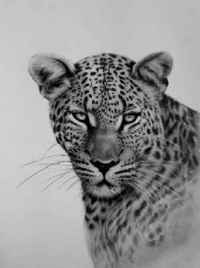 "African Leopard"