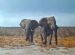 Etosha Heat of Day