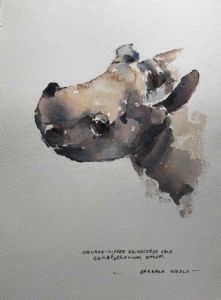 "Square Lipped Rhinoceros"