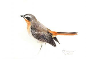 "Cape Robin Chat 7 RESERVED"