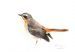 Cape Robin Chat 7 RESERVED