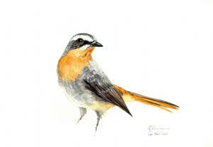 "Cape Robin Chat 5"