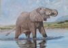 "Elephant in Water"