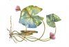 "Pressedwaterlily"