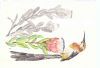 "CapeSugarBird"