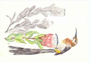 "CapeSugarBird"