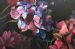 Hydrangea at Night