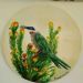 White-Fronted Bee Eater