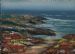Fynbos Before the Tide
