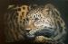 Kaniki ( Amur Leopard)