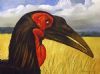 "Ground Hornbill 2"