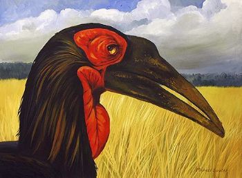 "Ground Hornbill 2"