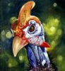 "Helmeted Guineafowl 2"