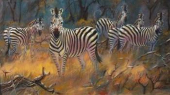 "Zebras in the sun"