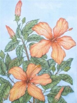 "Hibiscus"