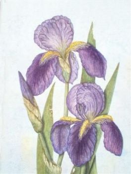 "Purple Iris"