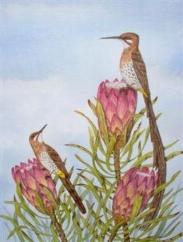 "Sugarbirds"