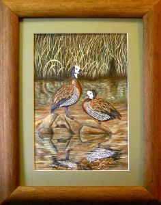 "White Faced Ducks"