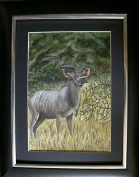 "Kudu in bush"