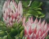 "Pink Proteas"