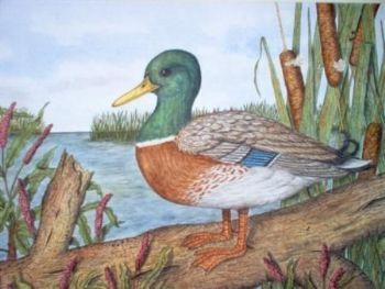 "Mallard Duck"