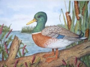 "Mallard Duck"