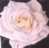 "white rose2"