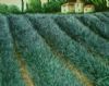 "Lavender field"