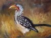 "Yellow-billed Hornbill"