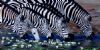 "Zebra at Waterhole"