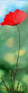 "Poppy (2)"