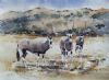 "Gemsbok"