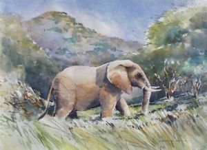 "Elephant in Umfolozi"