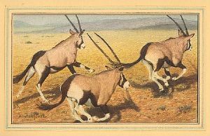 "Gemsbok"