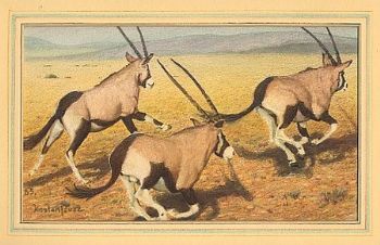 "Gemsbok"