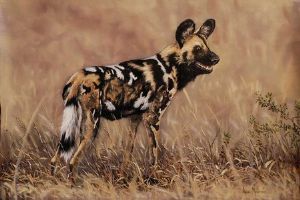 "Wild dog"