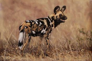 "Wild dog"
