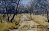 "Winter Bush Vaalwater"