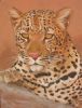 "Leopard"
