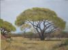 "Bushveld Tree"