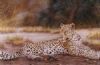 "Leopard"