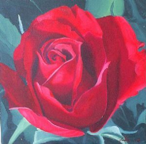 "Red Rose study1"