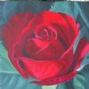 "Study of Red Rose 2"