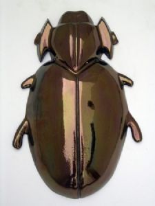 "Trox Horridus Beetle"