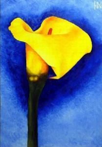"Arum Lily"