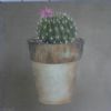 "Cacti 1"